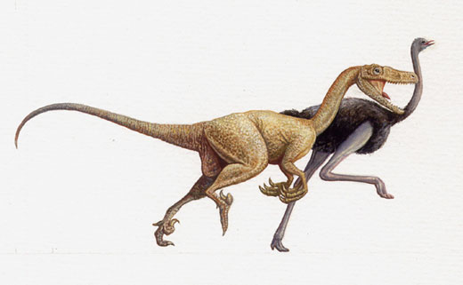 Vélociraptor