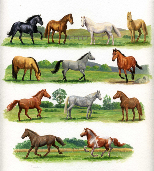 Robes de chevaux
