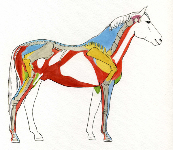 Muscles du cheval