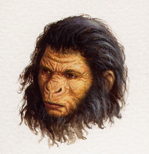 Homo habilis : portrait
