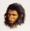 Homo habilis : portrait