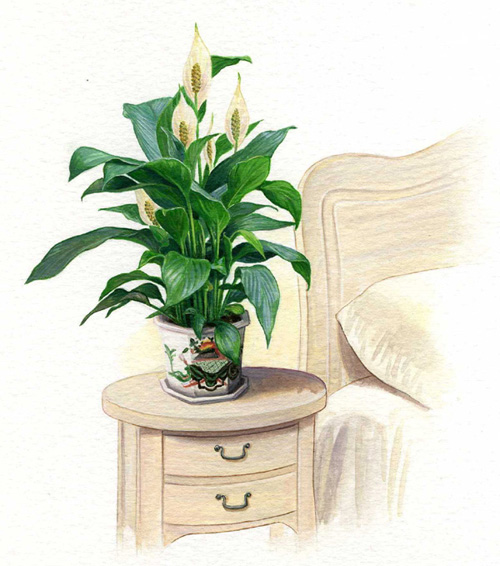 Spathiphyllum