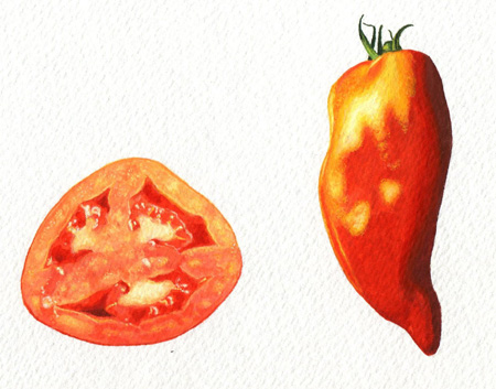 tomate : la cornue des andes